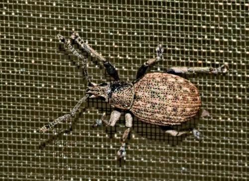 Réf. 342 810 : Peritelus sphaeroides